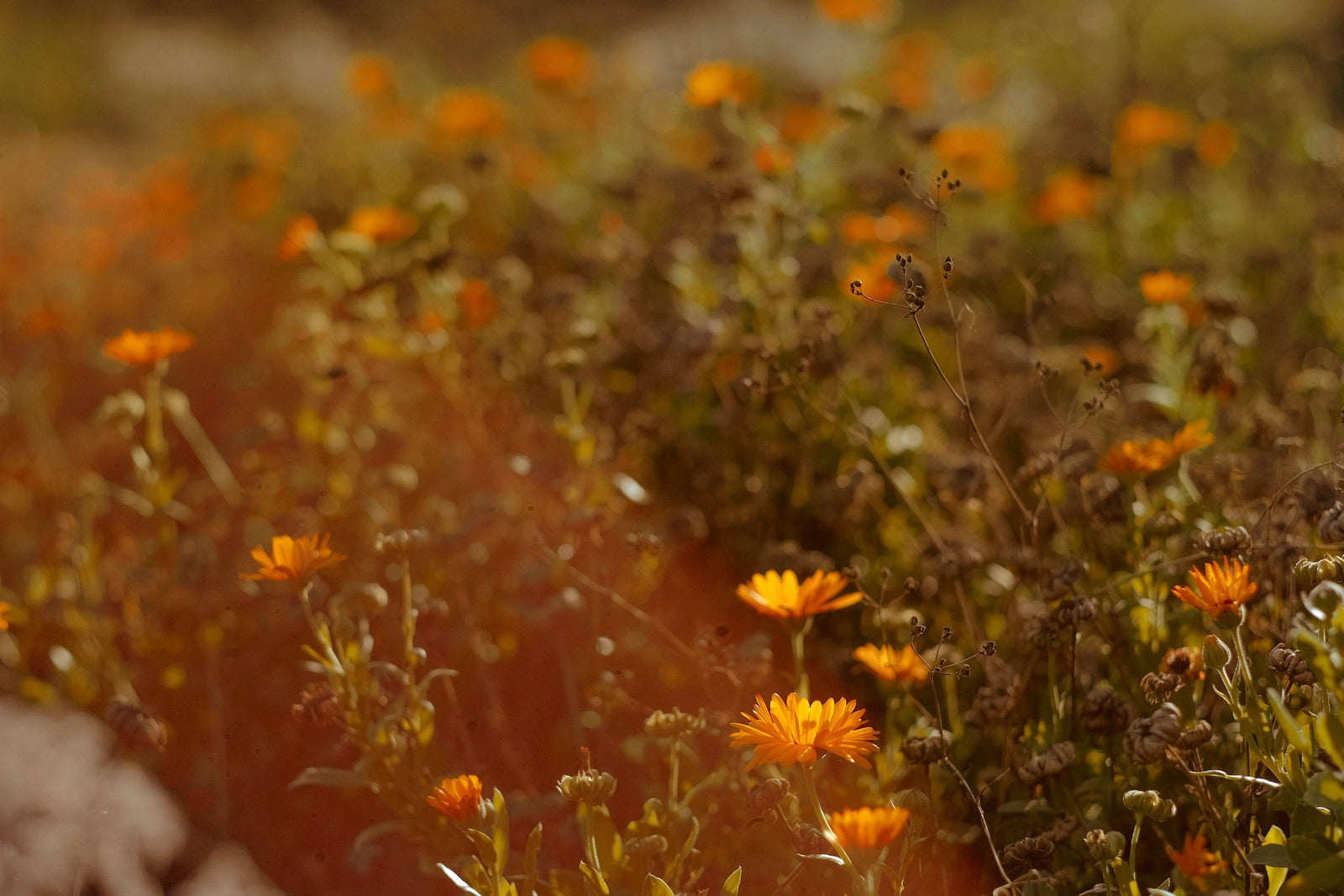 Blumen im Weinberg im Herbst