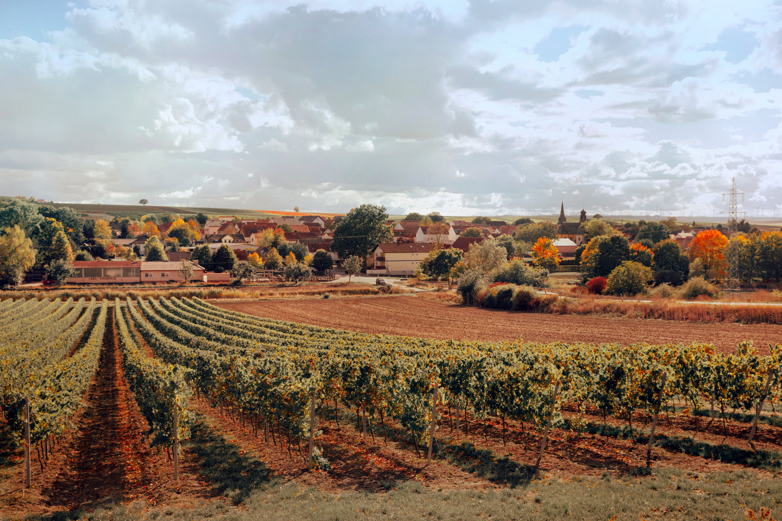 Kein Rebschnitt im Winter